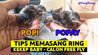 Cara memasang Ring pada burung | Kekep baby | Calon Free Fly | Sharing dan Masukan tentang Free Fly