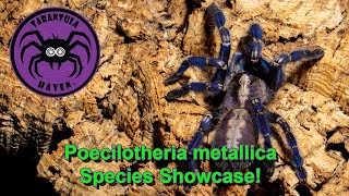 Poecilotheria metallica Species Showcase!