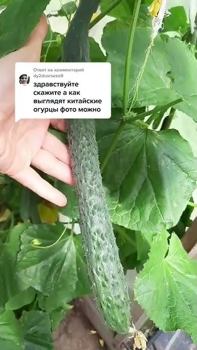 Китайские огурцы. - YouTube