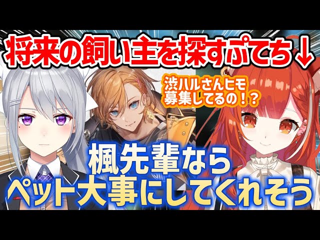 将来ヒモになるために飼い主を探すレッサーパンダぷてち【ラトナ