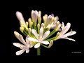 Agapanthus Flower Timelapse