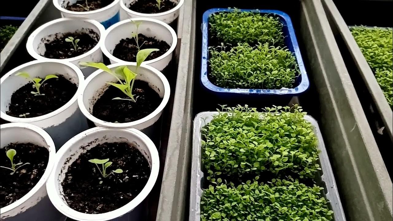 Рассада цветов. Досветка рассады. Рассада ростов на дону. Светоотражающий экран для рассады. Рассада ростов на дону.