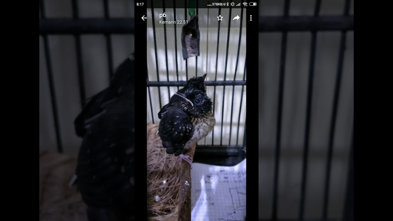 Trotolan murai batu trotol ini bukan katarak