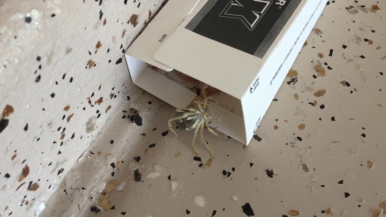 Catching scorpions with glue traps YouTube