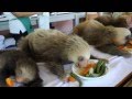 Lunch time for sloth babies!