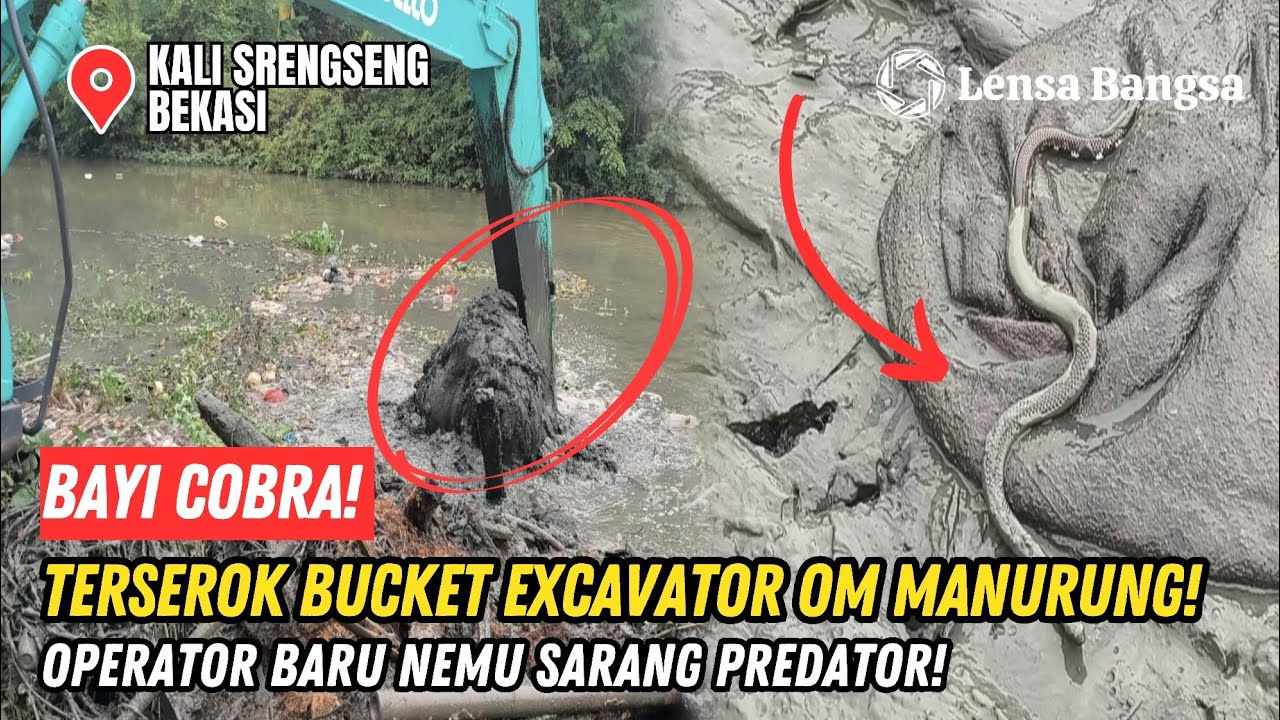 BAYI COBRA❗TERSEROK BUCKET EXCAVATOR OM MANURUNG❗OPERATOR BARU NEMU SARANG PREDATOR KALI SRENGSENG❗