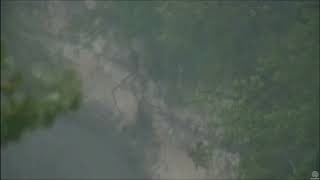 Decorah Eagles- Eaglet In The Rainstorm