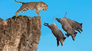 Baby Warthog Attacked By Cheetah Angry Mother Warthog Looking For Take Revenge - Buffalo vs Leopard