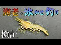 勝ち確?エビを泳がせる仕掛けでタイを狙ってみた。