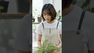 아티플라자 상품쇼츠 - #인조식물 #고사리조화 #조화식물 #조화부쉬 #생화같은조화 #행잉조화 #플랜테리어 #조화장식 #인조조경