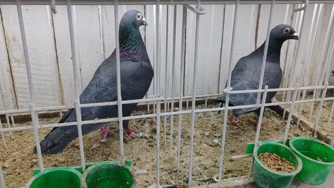 Gołębie z Niemiec i Polski Vosy Janssen DEklak Faber Vestrette 503528502 