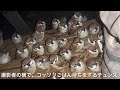 暗闇で大量のふくら雀に圧をかけられてしまう。