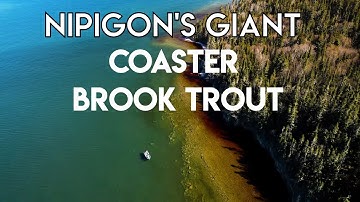 Nipigon Giant Brook Trout