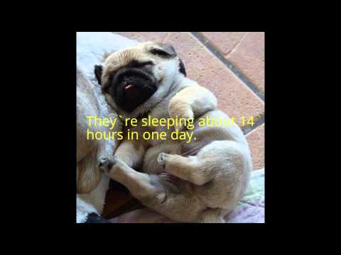 interesting pug facts 5 facts about pugs interesting pug facts 5 facts about pugs