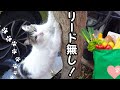 猫とスパーへ!お散歩中の様子が可愛い!入り口で待ってられるか? ♯1