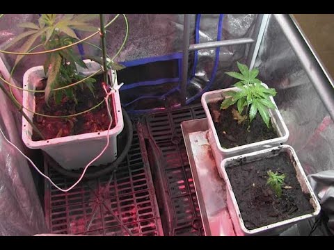 Video: Aprenda a cultivar hierba de tallo azul grande