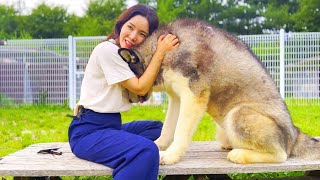 늑대 아닙니다만. (feat.반전매력 초대형 유기견 '고고')  Super Large abandoned MALAMUTE Grooming_KOREAN Top DOG Grooming