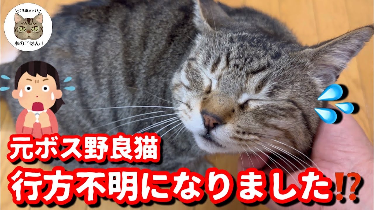 ネコバス。この方以外キャンセルいたします。ご了承ください。 ネコバス。この方以外キャンセルいたします。ご了承ください。 久石譲