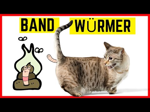 Video: Würmer Bei Katzen: Symptome, Behandlung, Vorbeugung