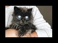 Слепой кот с лунными глазами: впечатляющая судьба дымчатого питомца по кличке Мерлин