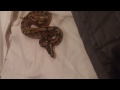 Real Snake In Bed Prank (Ball Python) HD