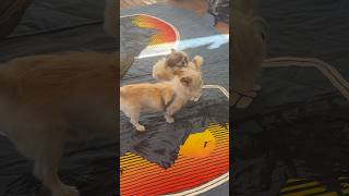 Little Shih Tzu puppy’s first play session with Cloud