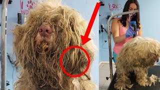 Mujer abre su peluquería a mitad de la noche para atender a este perro, ella tenía que actuar rápido