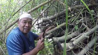 Mencari bambu petuk di alam, bambu roboh semua #46