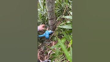 Bamboo tree cutting process #machine #trending #viralvideo #shorts