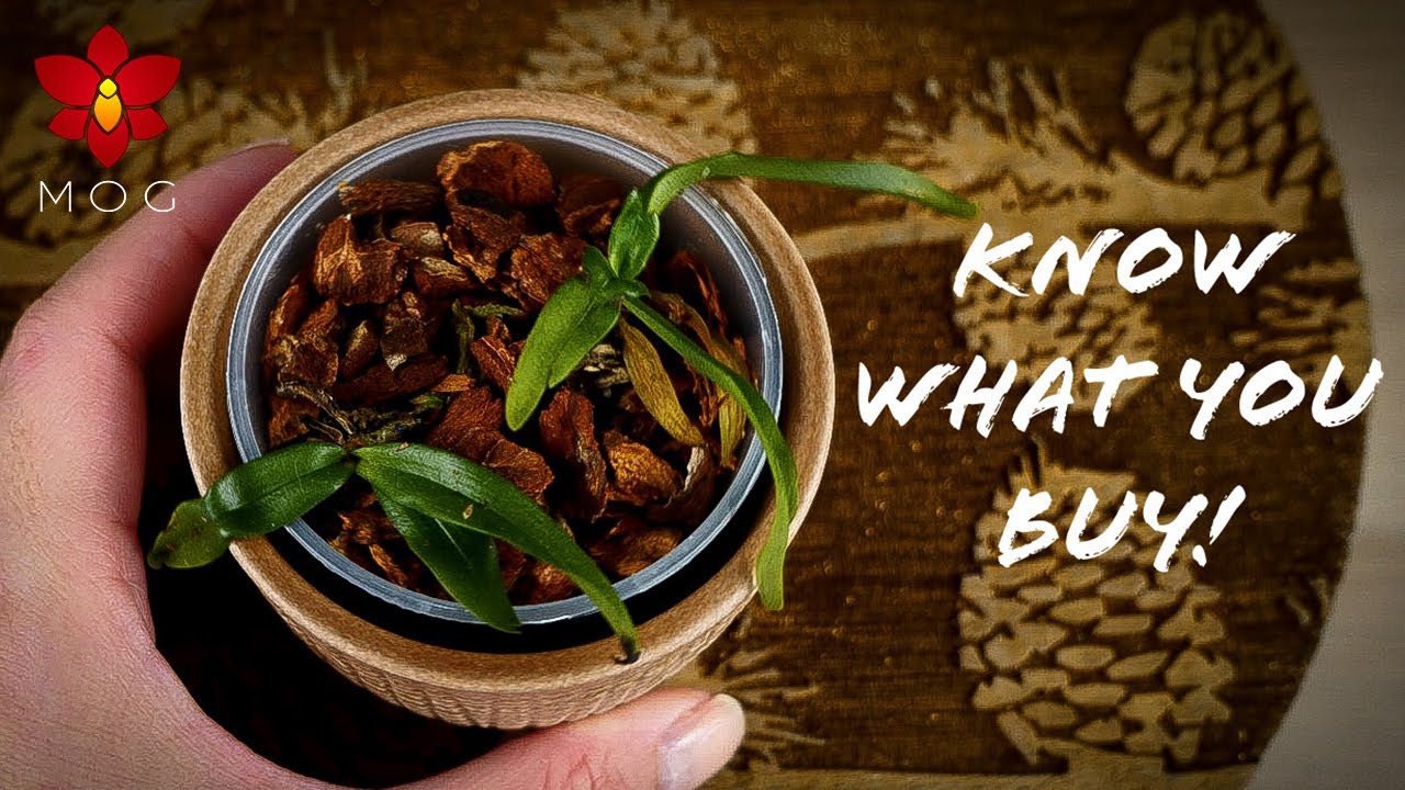 Buying the right size Orchid to suit you! - Explaining seedling, near blooming, & other sizes 🌱