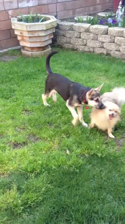 Sasha and Chompers