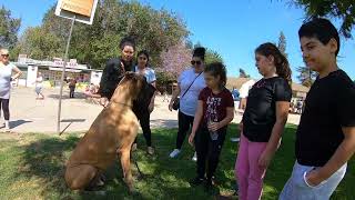 Cash 2.0 Great Dane at Griffith Park in Los Angeles 1