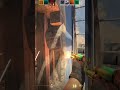 WORK MY AIM MIRAGE (#1)