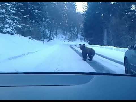 რაჭის გზაზე მოსეირნე დათვი (ვიდეო)