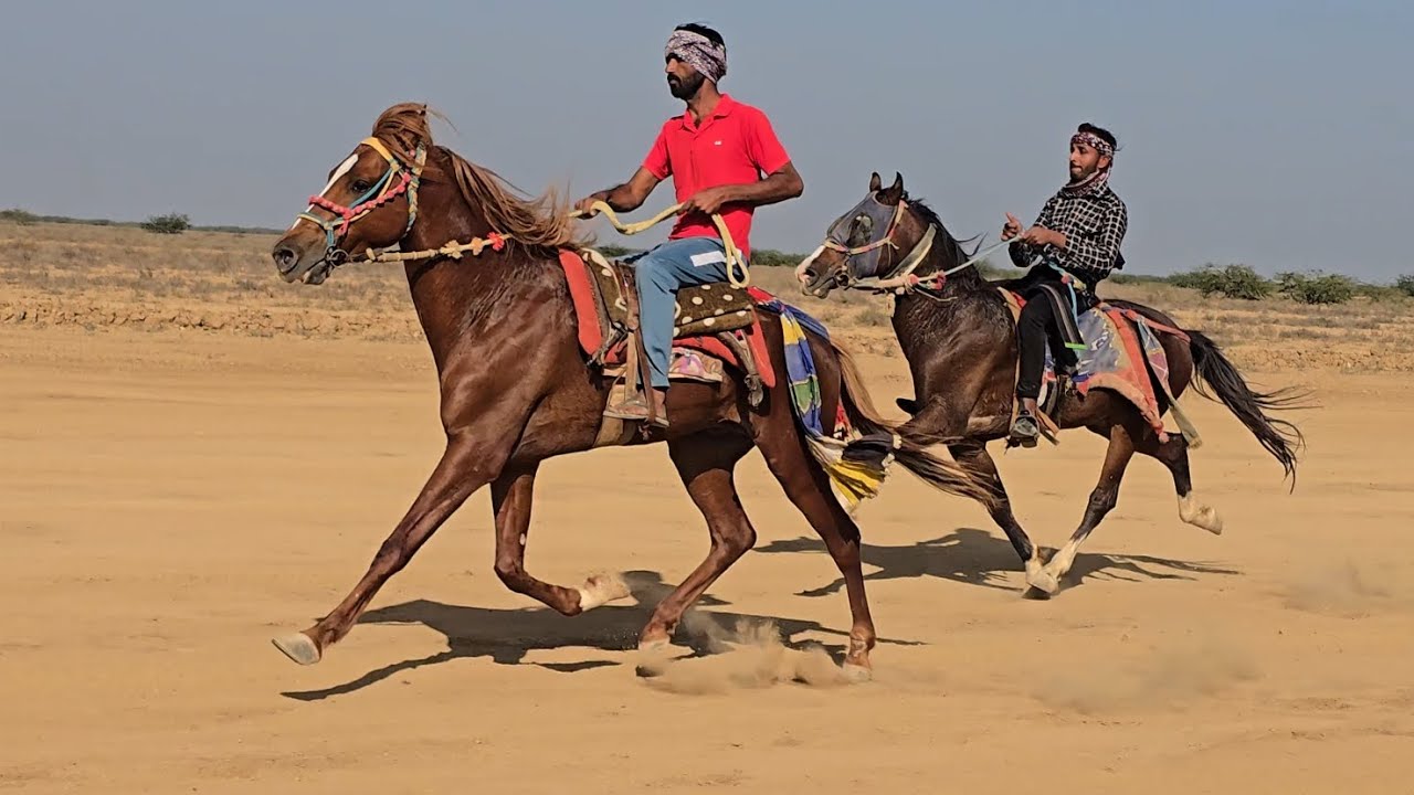 Horse Rewal Chal Racing At Vekriya Rann 2026