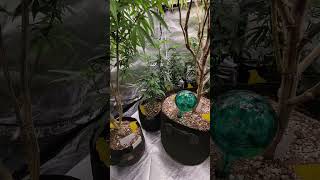 Oaxacan Gold Sativa landrace cannabis and Kalibubba Indoor 3x3 week 1 Flower Mars Hydro LED TSW2000