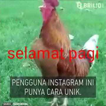 ayam menyayi selamat pagi