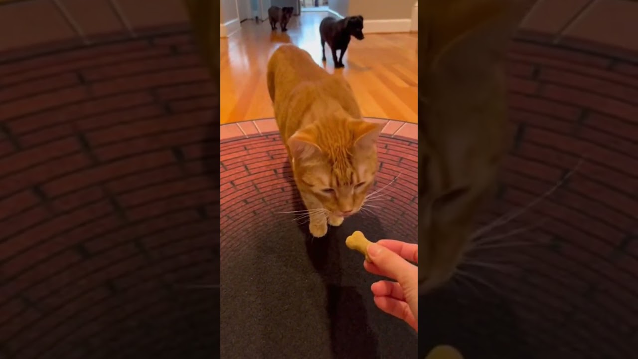 Who’s Smarter ? 🤣 Optical Illusion Rug Test Your Eyes Now 