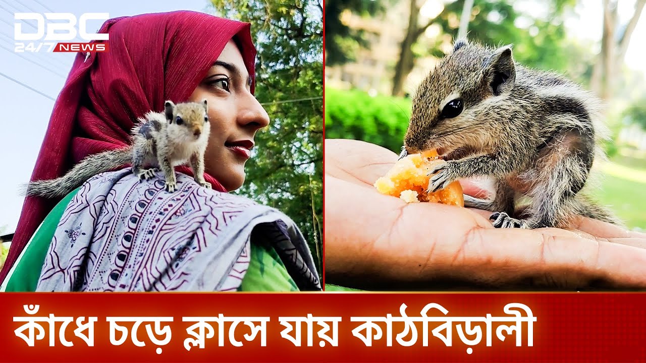 রাবি শিক্ষার্থীদের আদরের কাঠবিড়ালী | DBC NEWS
