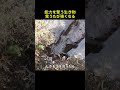 ウミウシが他の生物の能力を奪う理由