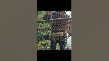 Dùng Ốc Bươu Vàng Làm Mồi Đặt Lờ - Dính Lươn Đồng Liền #shorts #thămlờcá #lươnđồng