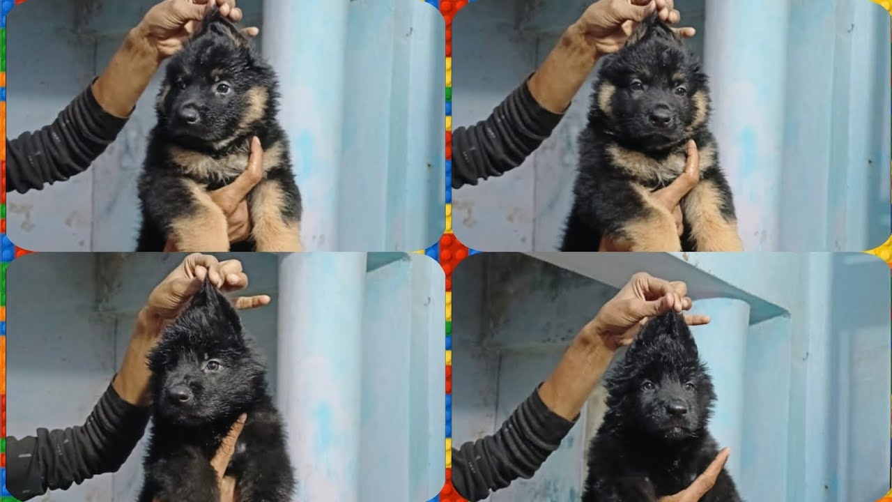 so-quality-german-shepherd-double-code-male-femal-available-contact