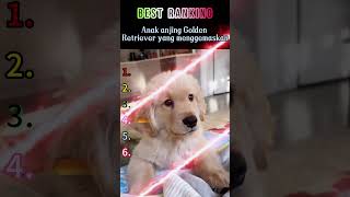 Mana yang menjadi favoritmu?#hewanlucu #videolucu #petsindonesia #hewanimut #viralhewan
