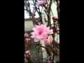 花の時 愛の時 in ぽっかぽか1