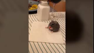 Mouse eating on a dinner table (Le Festin)