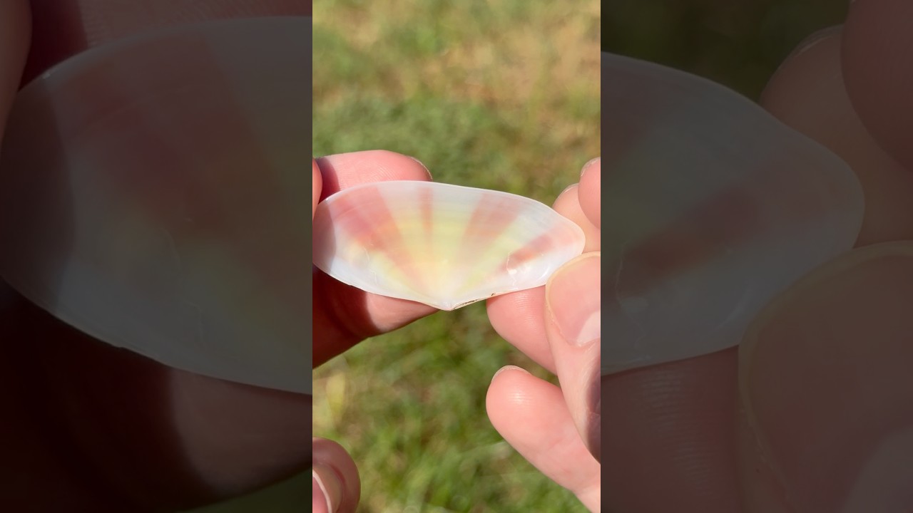 Yellow and Red Clam Shell with Iron Oxides!! 