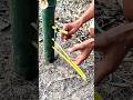 Creative ideas, unique bamboo trap setting techniques #survival