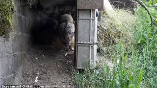 Eagle Owl Denmark 2019-06-11 A Hedgehog For Owlets