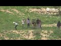 Settlers throwing stones in the presence of soldiers