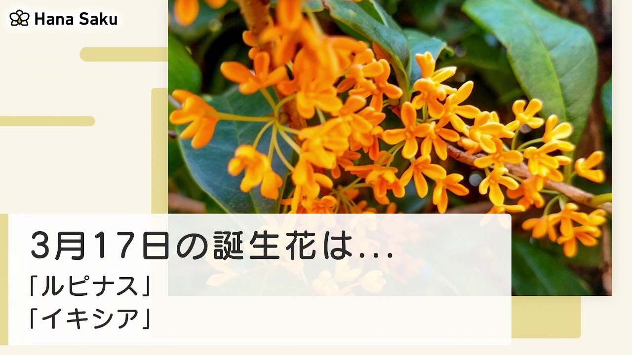3月17日の誕生花 花言葉の由来 誕生日の有名人 何の日かも解説 Hanasaku